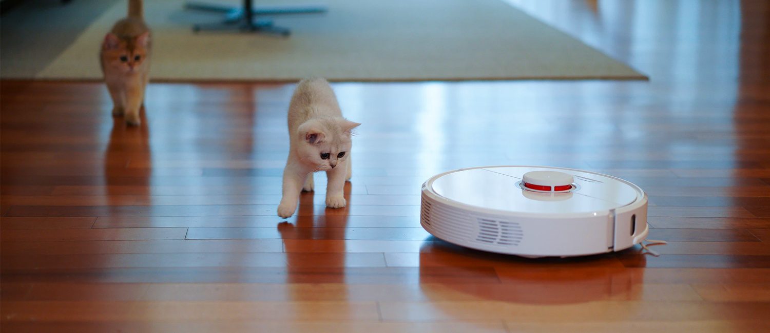katt som leker med robotdammsugare